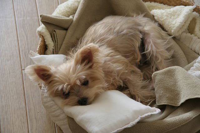 A Yorkie pretending to rest while waiting for an unprotected ankle to stroll by.