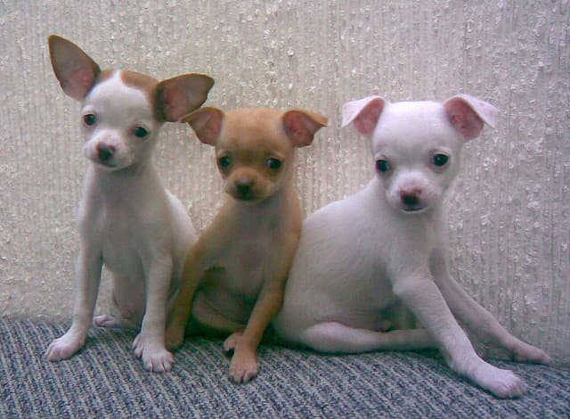 These Chihuahua puppies may look innocent, but we know better.
