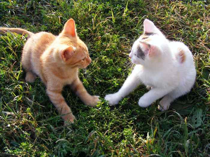 Cats Not Getting Along? Tips to Get Them to Stop Fighting Each Other