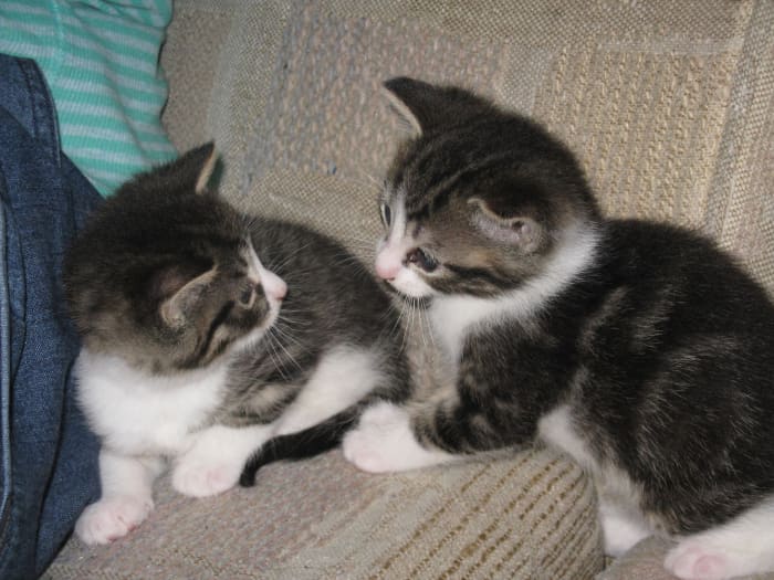 Cats Not Getting Along? Tips to Get Them to Stop Fighting Each Other ...