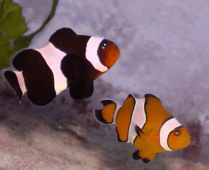 Two Ocellaris clownfish, one melanistic that will be solid black and white once it reaches adulthood.