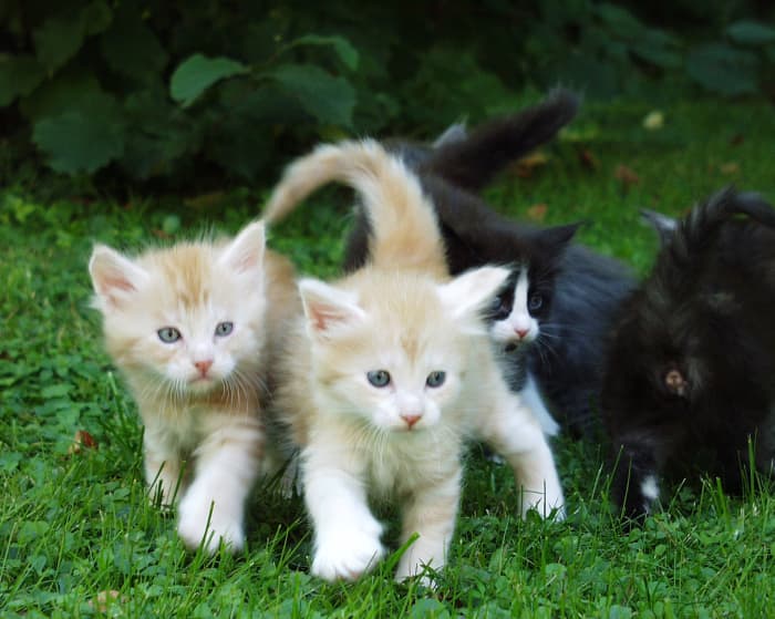 Purchasing an insurance plan for your multiple-cat household can be a wise investment, considering the potential injuries or illnesses that may occur.