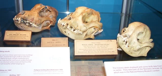 The skull on the far left is a bulldog skull from the 1800s, prior to the advent of dog shows. The middle skull is shortly after the first dog shows in the 1860s, and the far-right skull is the flat-faced skull we know today circa 1904.