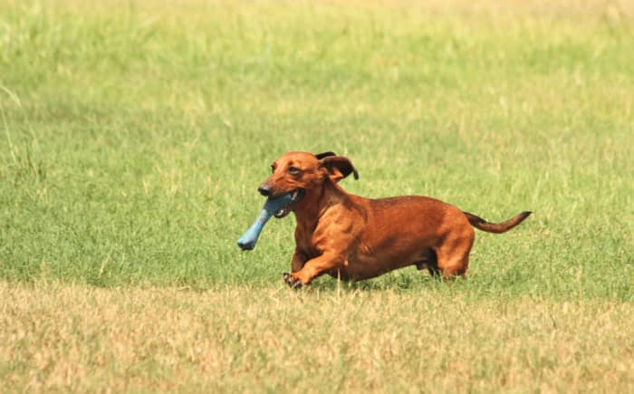 Dachshunds have strong hunting instincts, so those with small pets like rats or hamsters may want to consider another breed.