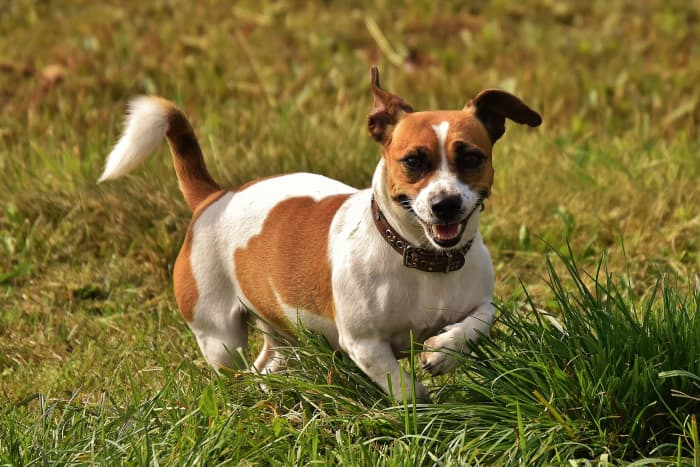 Jack Russell Terriers are stubborn and energetic, so they may not be the best choice for families with small children.
