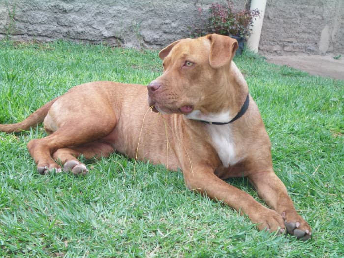 American Pit Bull Terriers tend to get a bad reputation, but if properly socialized and trained, they can make great pets.