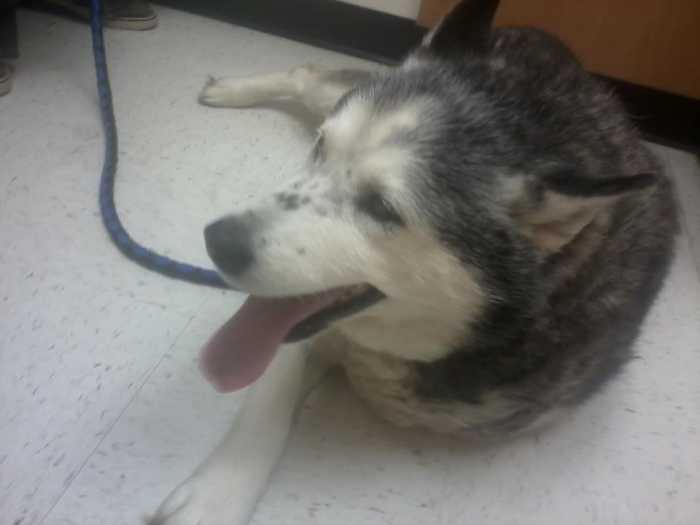 Huskies grow up fast. Proper care will ensure a healthy and long life.