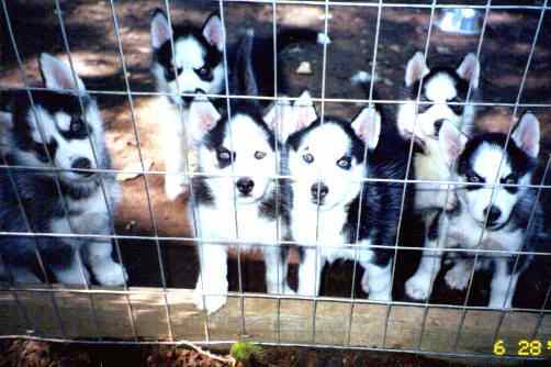 Siberian Huskies are considered pack dogs.