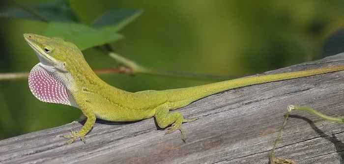 In this photo is a Carolina anole. It's a fine specimen. 