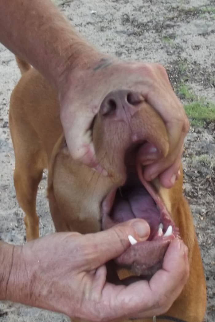 Roll the lips over the top canine teeth before reaching into the mouth. This will prevent the dog from biting you.