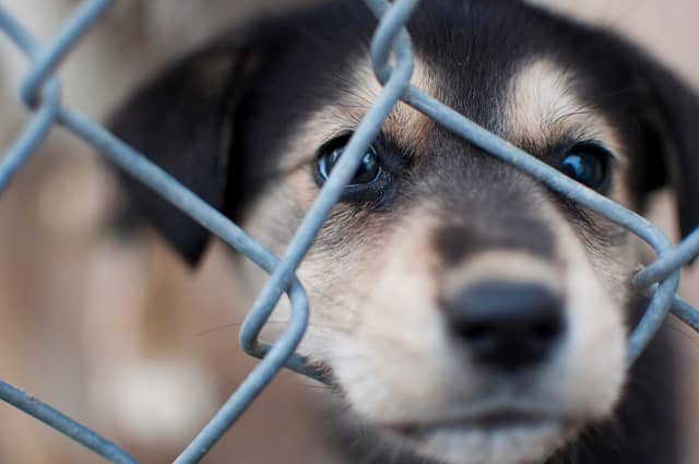 A "free to good home" puppy may have started out life roughly and may not actually be free.
