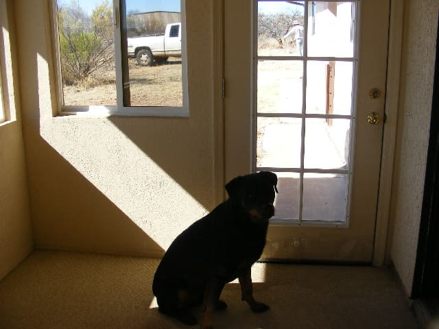 Dogs often exhibit conditioned behaviors to stimuli they have experienced many times.