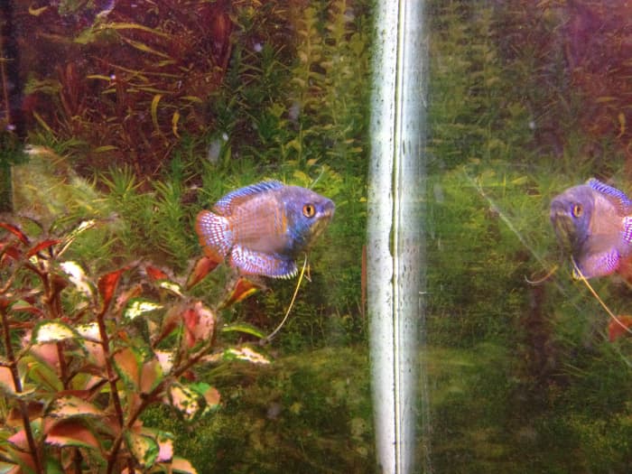 This aquarium plant is covered in algae, and needs to be cleaned.