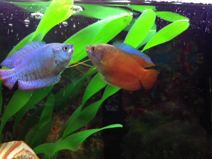 how-to-wash-fish-tank-plants
