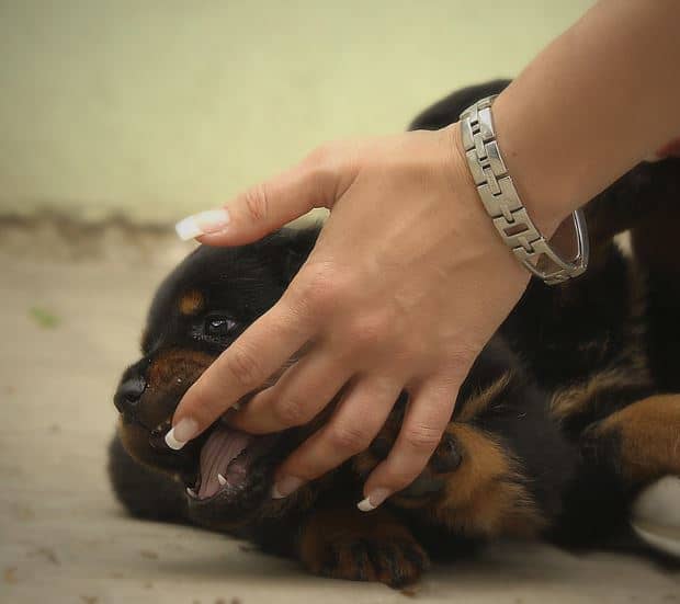 Why are puppy teeth so sharp?