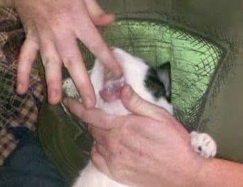 Gently open the jaw and wipe a small amount of food on the roof of the mouth. Allow the cat to lick and swallow. Then repeat.
