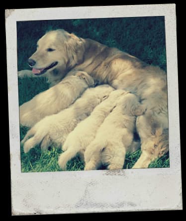 Un retriever che si prende cura dei suoi cuccioli.