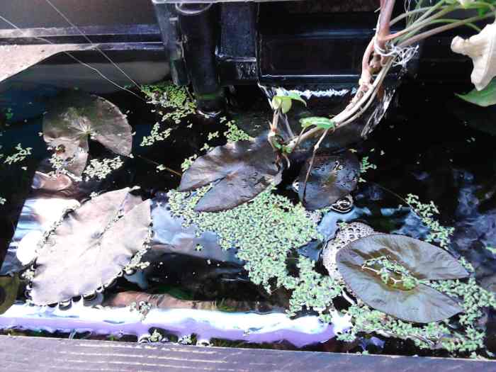 How to Plant a Tiger Lotus (Nymphaea zenkeri) in an Aquarium PetHelpful