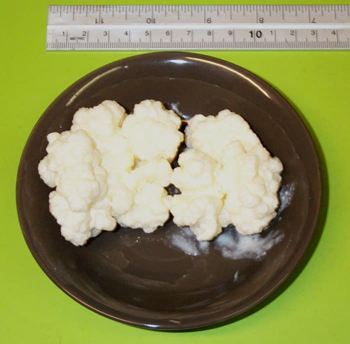 They look like cauliflower and produce a probiotic-rich milk that is great for people and dogs.