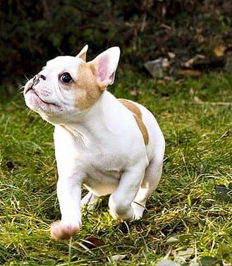 The 9 Cutest Small Dog Breeds - PetHelpful