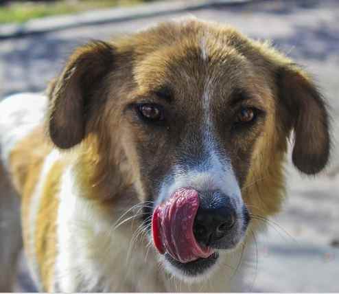 Lip smacking is a sign of upset stomach in dogs. 