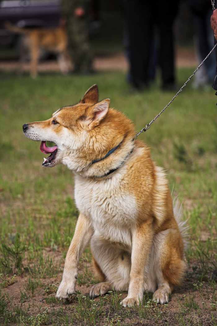 Pros and Cons of Different Types of Dog Collars PetHelpful