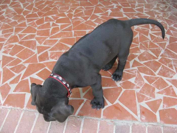 Pros and Cons of Different Types of Dog Collars PetHelpful