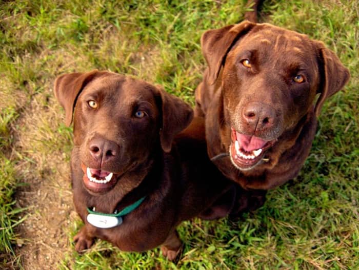 Dogs can detect when a cow is in estrus.