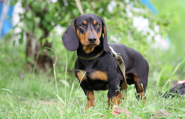 Top 10 Dog Breeds Ideal for Catching Rats - PetHelpful