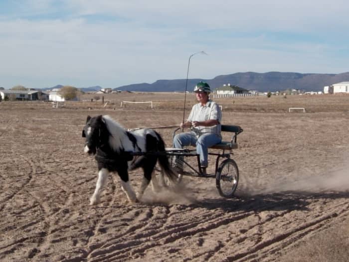 At this point, I have nothing holding my traces on to the singletree. Had Rascal been a less forward horse - and the traces loose - the traces would have worked their way right off the singletree.