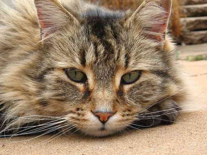A Cat's Nose Can Find Disease, Disaster, and Death PetHelpful