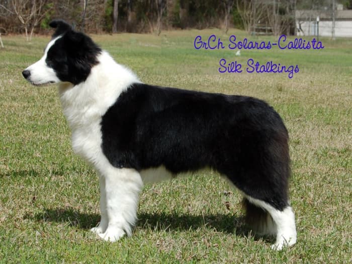 Selecting and Training a Border Collie Puppy - PetHelpful