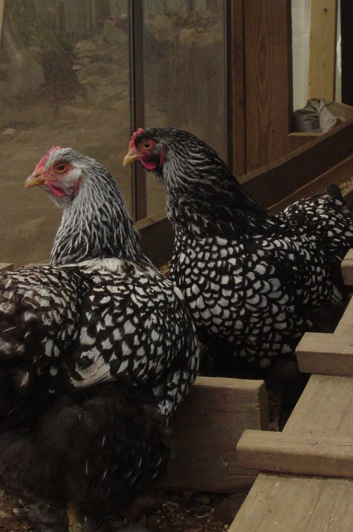 Two beautiful hens.