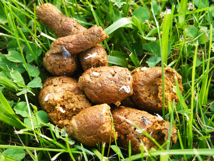 flat worms in dog poop