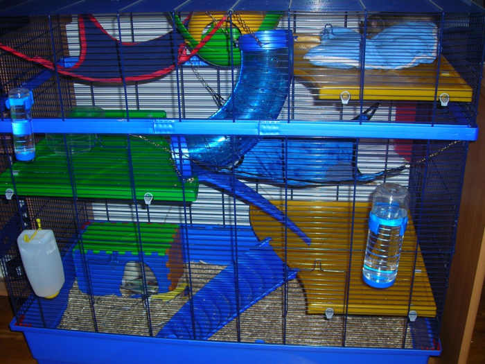 Pet Rat Supply List Cage, Essentials, and Accessories PetHelpful