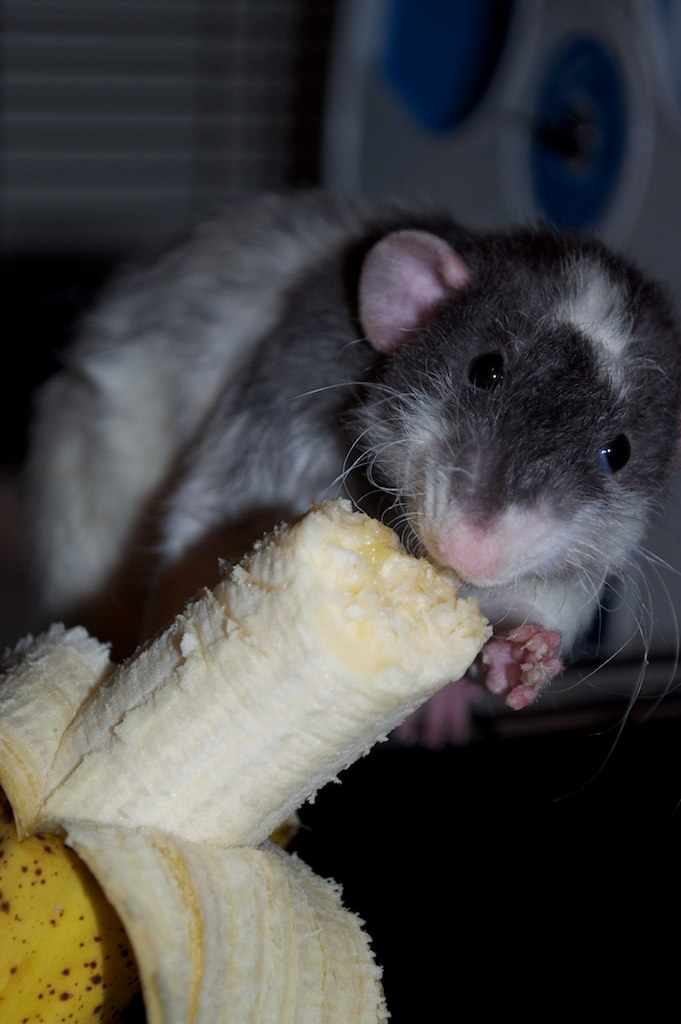 Pet Rat Supply List Cage, Essentials, and Accessories PetHelpful