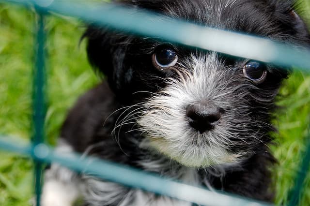 Considered a toy breed by the American & Canadian Kennel Associations, when full grown, the Havanese dog doesn't have the typical "small dog" appearance.