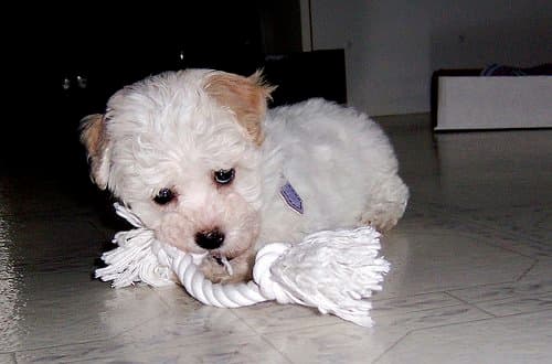 Havanese dogs are perfect for apartment living. They are smaller in size and can be trained not to bark too often. Their exercise requirements are relatively low in comparison to larger breeds.