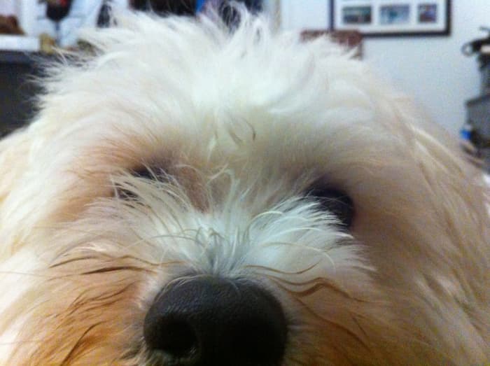 This is Rufus—Havanese dogs are very curious breeds and love to observe what is going on around them.