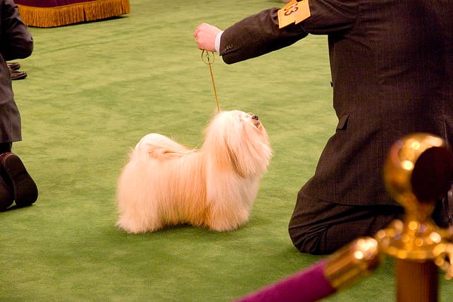 The fur of Havanese dogs can be kept in a variety of styles. You can let their fur grow out and allow it to become curly, or you can brush it out for a long coat of silky fur, as seen here.