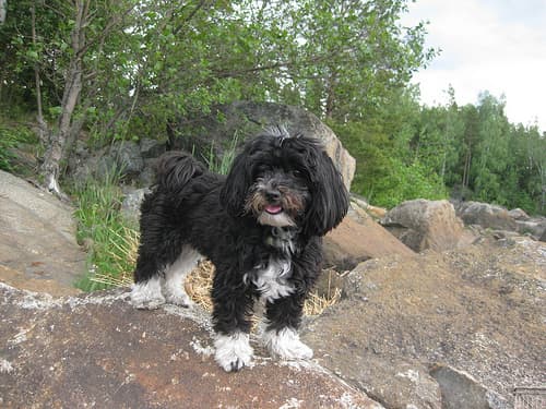 Havanese dogs have an average demand for physical activity, though their need for social activities can be higher than other breeds.