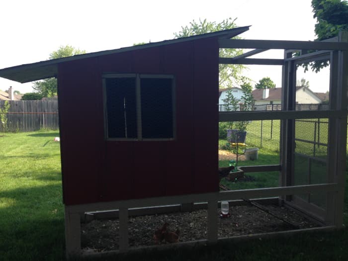 The coop is livable but unfinished. The laying boxes, two more windows and trim around the windows, doors and the bottom and corners of the coop will finish the project.