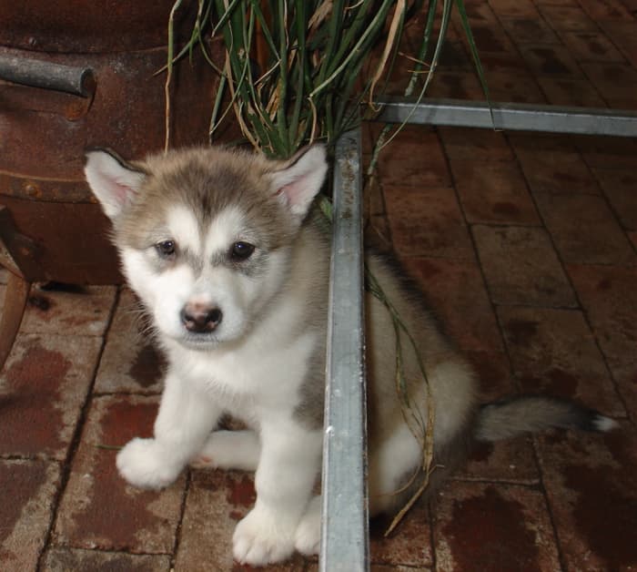 The Alaskan Malamute, one of the big dogs that lives a long time.