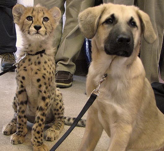 The Anatolian Shepherd, a hardy dog breed with a long life.