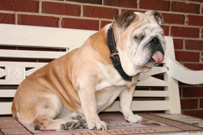 Ever wondered why English bulldog puppies cost so much? A whole lot of money and time goes into screening these dogs for health issues, breeding and whelping.