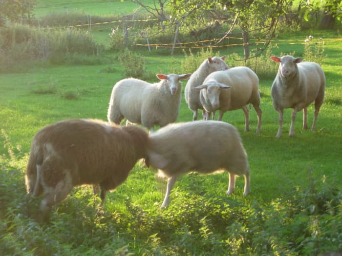 Looks to me like there are a couple Friesian crosses in this photo as well. The thin-faced ewe staring at the camera is Friesian.