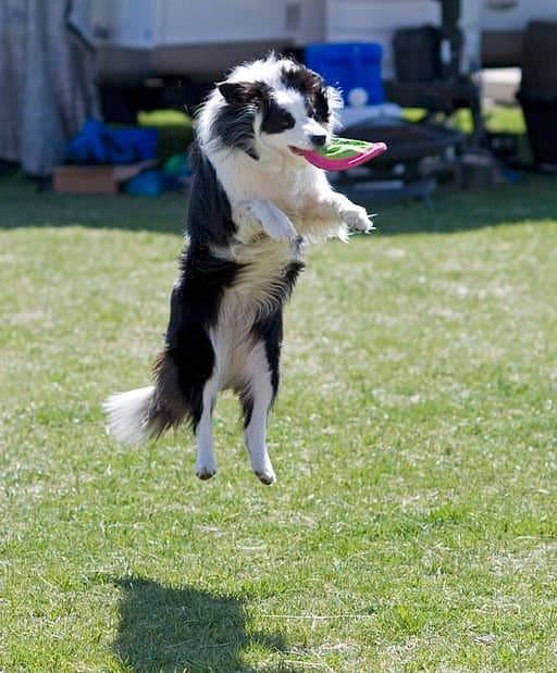 Your dog's disability need not limit his ability to enjoy life.