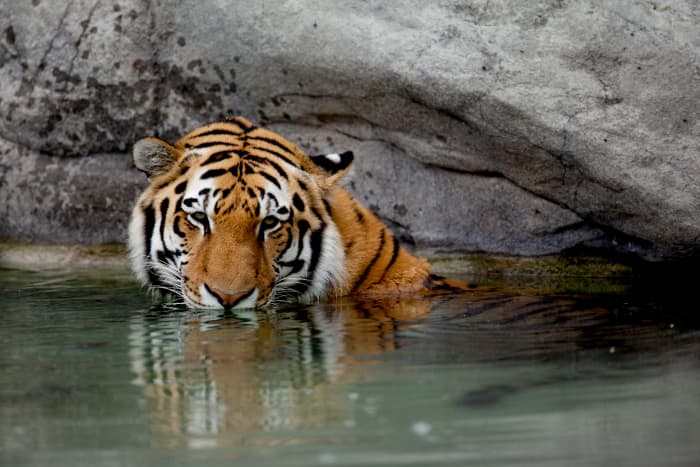 80 Fierce and Clever Tiger Names (From Bandit to Zara) - PetHelpful