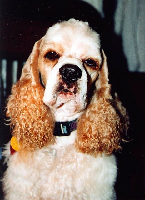 Some dogs are prone to recurrent ear infections.
