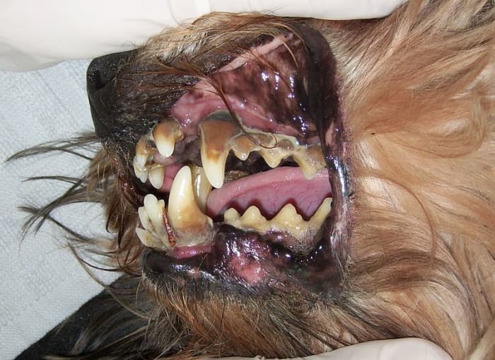 Even if your dog´s mouth does not look this bad, it can be a source of his bad odor.